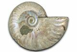 Silver Iridescent Ammonite (Cleoniceras) Fossil - Madagascar #346730-1